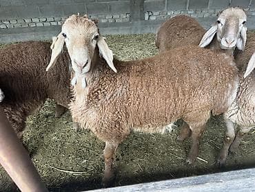 утки белые: Продаю | Овца (самка) | Для разведения | Племенные — 1