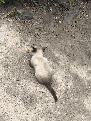 кошку: Отдам сиамского котенка в хорошие руки БЕСПЛАТНО. Котенок идеального — 1