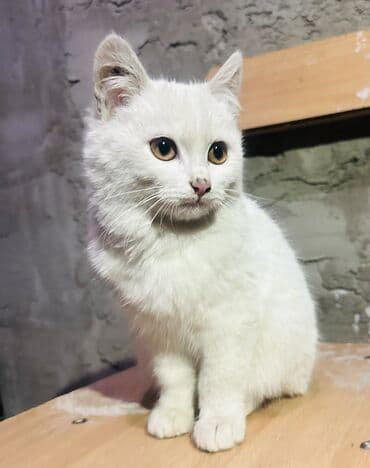 домик туалет для кошек: - Очаровательный котёнок пушистый белый котёнок с янтарными глазами — 5