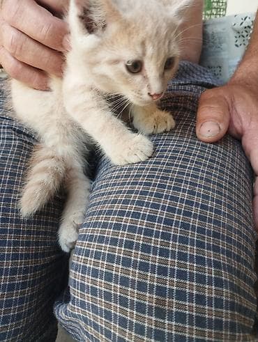 дом для кош: Котята, домашние. На фото: - Кремовый короткошёрстный котёнок с — 1