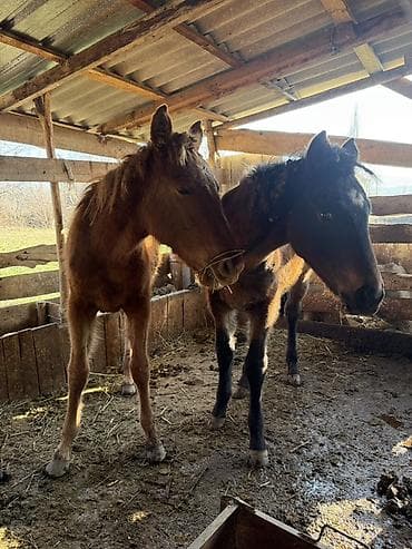 кролики домашние: Продаю | Жеребенок | Для разведения | Племенные — 3