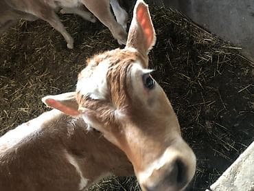 жаны уйлор: Сатам | Уй (ургаачы) | Аргын | Көбөйтүү үчүн | Музоологондон кийин — 3