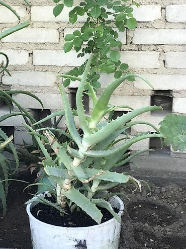 открытый: Алоэ (суccулент, декоративно‑лекарственное растение) в горшках — 3