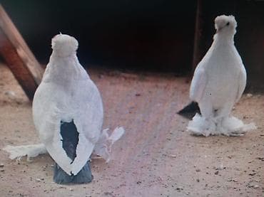 купить сокола в питомнике: КУПЛЮ СЕВЕРОКАВКАЗСКОГО КОСМАЧА ГОЛУБЯ (САМЦА) ГОТОВОГО К СПАРИВАНИЮ — 2