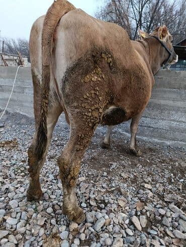 Собаки: Продаю | Корова (самка) | Швицкая | Для молока | Стельные — 5
