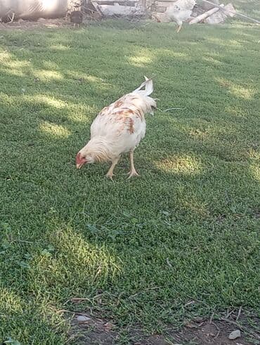 собака доберман сколько стоит: Продаю | Куры | Домашняя | Для разведения — 16