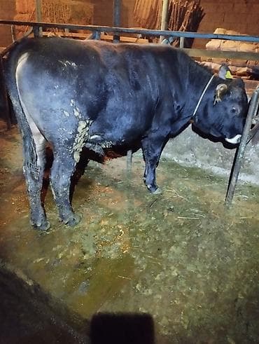 шароле бычок: Продаю | Бык (самец) | На откорм — 1