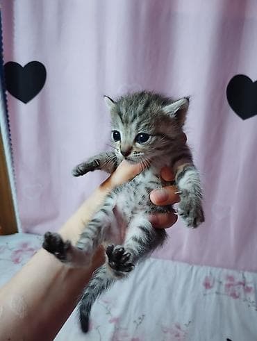 шпионские кошки: Отдаем котят в добрые руки — 2