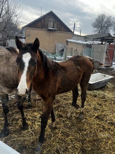 Услуги ветеринара: Продаю | Кобыла (самка) | Полукровка | Для разведения, Конный спорт | Племенные — 4