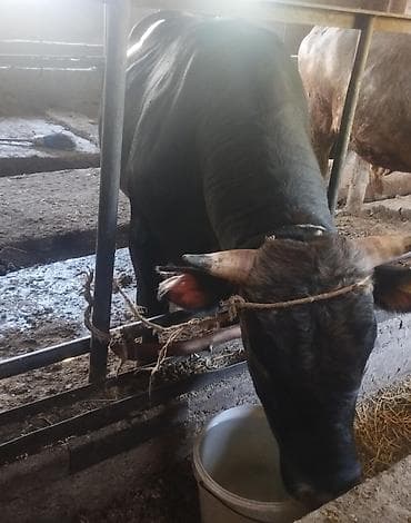 осеменение коров: Продаю | Бык (самец) | Джерсейская, Алатауская, Швицкая | Для разведения | Привязанные — 3