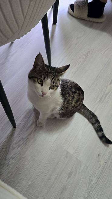 где можно взять кошку бесплатно: Отдаем этого красавца в дорые руки. Мальчик очень ласковый, и ему — 2