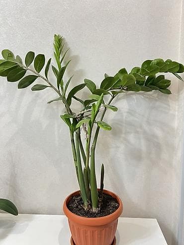 Алоэ: Замиокулькас /Доллар Идеален для офиса и дома: неприхотлив, устойчив — 4