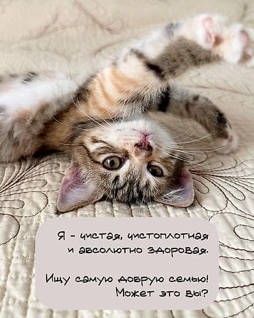сиамские кот: 3 месяца, Девочка, Приучена к лотку — 4