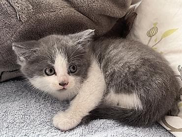 үй жаныбарлары: Котёнок, окрас серо-белый (биколор). Короткая плюшевая шерсть — 1