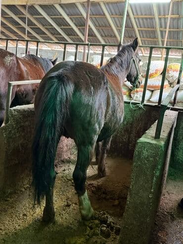 необычные животные: Продаю | Кобыла (самка), Жеребенок | Рабочий — 1