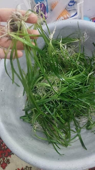 живая черепаха: Продаю аквариумные растения — 2