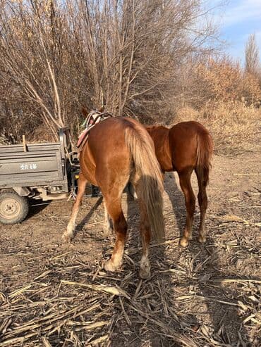 декоративные кролики: Сатам | Тай | Жумушка — 5