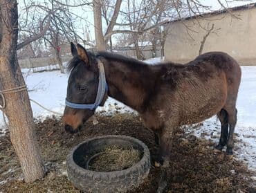купить охотничью собаку: Продаю | Жеребенок | Для разведения — 6