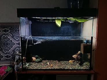 Продается готовый аквариум «под ключ» (165 литров) со всем содержимым! at lalafo.kg Продается готовый аквариум «под ключ» (165 литров) со всем содержимым!