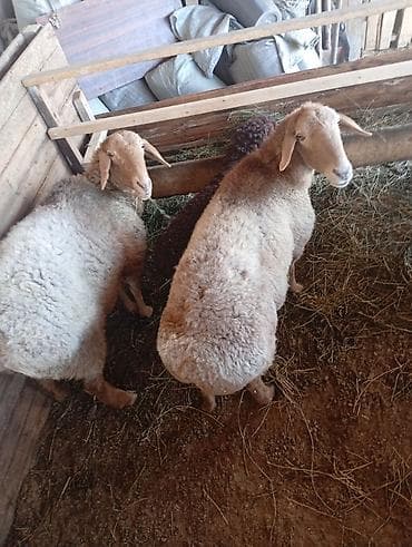 продаю животных: Продаю | Овца (самка) | Для разведения | Матка — 5