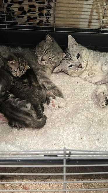 коротколапая кошка: Малышам 15 июля исполнился один месяц. Две девочки и три мальчика — 7