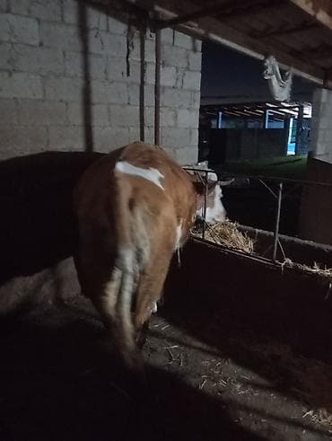 Айыл-чарба жаныбарлары: Сатам | Уй (ургаачы) | Симментал | Сүт алуу үчүн | Байланган — 4