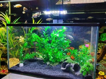 аквариумная рыбка: Аквариум новый с оформлением, объём 15 л — 3