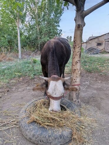 продаю музоо торпок корова самка бык самец айрширская ангус алатауская на забой для разведения на откорм племенные нетель привязанные: Сатам | Кунаажын, Уй (ургаачы) | Швиц, Голштин, Симментал | Бооз, Кунажын — 11