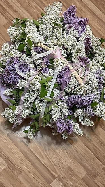 фиалки купить: Срочно! Огромная корзина свежей сирени всего за 2500с! 🌸 Невероятный — 1