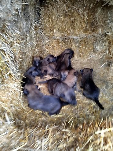 Щенки бельгийской овчарки (малинуа) - Помёт от рабочей суки малинуа — 3
