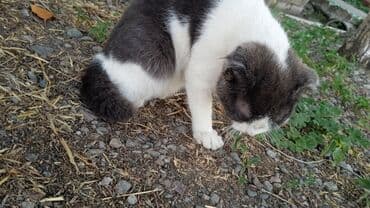 кошки в хорошие руки: Кошка даром: Беспородная, Мальчик — 3