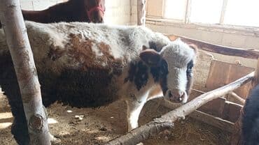 купить собаку доберман в бишкеке: Продаю | Бык (самец) | На откорм | Привязанные — 9