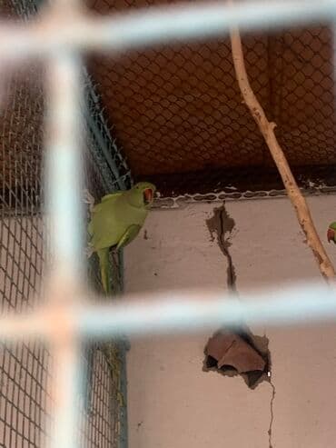 корм попугай: Продаю ожереловых попугаев ! Взрослая пара, рабочая. - Окрас — 1