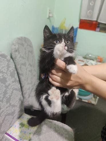као мани: Кошка даром: Беспородная, 1 месяц, Девочка, Приучена к лотку — 2