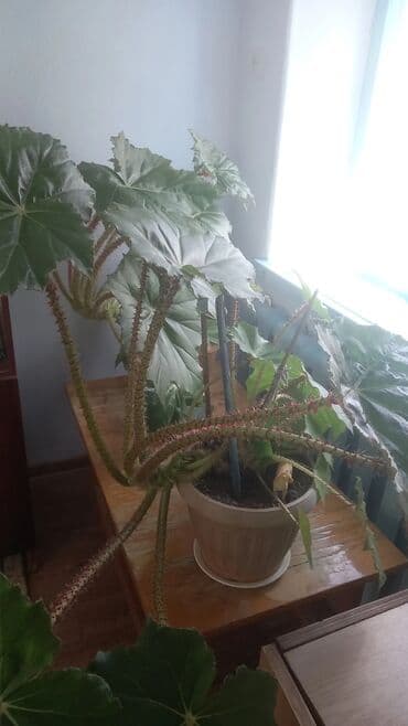 пьедесталом раковина с: Бегония с крупными светло-зелеными листьями и длинными стеблями с — 1