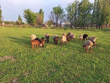 семис бука: Продаю | Овца (самка) | Для разведения — 1