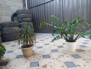 купить полку для цветов: Этажерка для цветов, Б/у, Железо, Самовывоз — 5