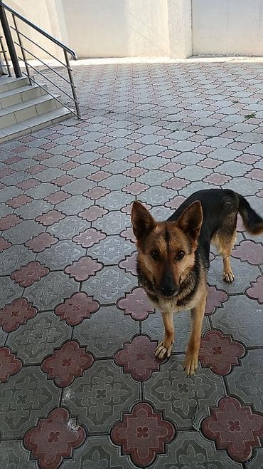 собаки доберман: Немецкая овчарка (окрас чепрачный, черно-рыжий). - Универсальный — 1