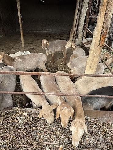 Үй жаныбарлары: Сатам | Козу | Эдильбай | Союуга — 4