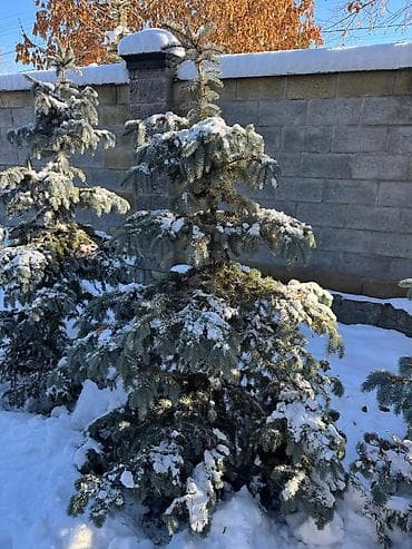 Көмүр: Көчөттөр дарактардын: Карагайлар, Өзү алып кетүү — 9