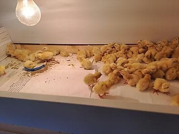 павлин бишкек: Бөдөнүн балапандары сатылат!!! алрес Бишкек мкр Тунгуч. Продаю!!! — 4