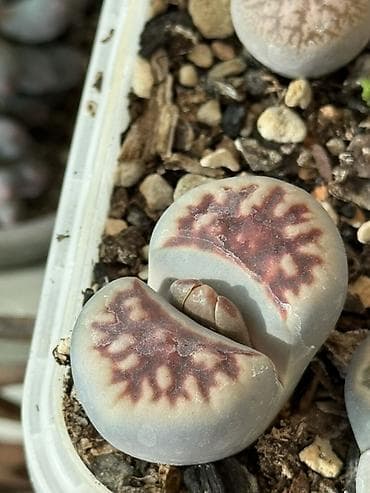 point b: Литопсы (живые камни) — коллекционные суккуленты в плошке. - — 1