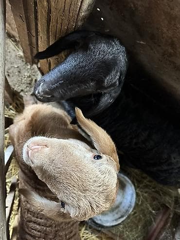 гранатовый соус бишкек: Кой сатып алам
Куплю овец, баранов — 1