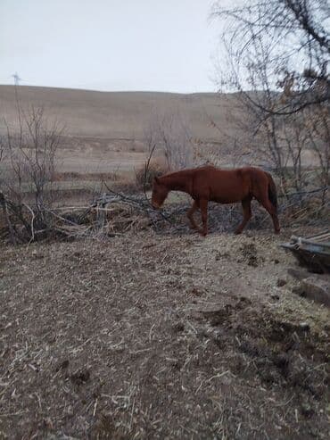 Грызуны: Продаю | Кобыла (самка) | Рабочий — 4
