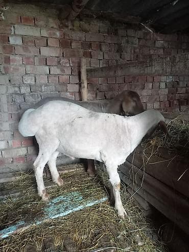 баран рамановский: Продаю | Баран (самец) | Для разведения | Матка — 2