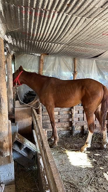 купить британскую кошку: Продаю | Жеребец | Для разведения — 5