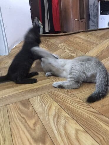 щенки охотничьих собак: Кошка даром: Беспородная, 2 месяца, Мальчик, Приучена к лотку — 1