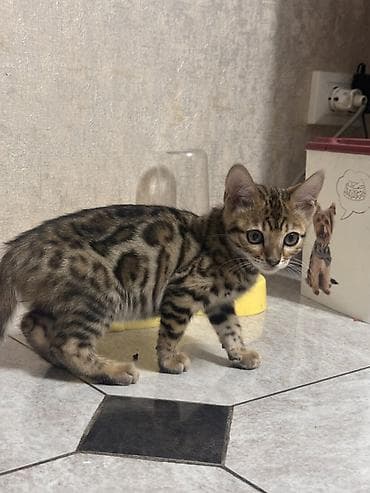 купить золотого ретривера: Порода: бенгальская кошка (котёнок). Описание: - Яркий контрастный — 4