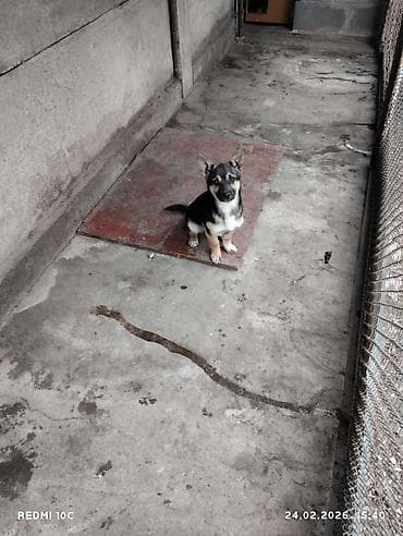 собаки вязка: Собака даром: Дворняжка, 3 месяца, Самка, С прививкой — 1