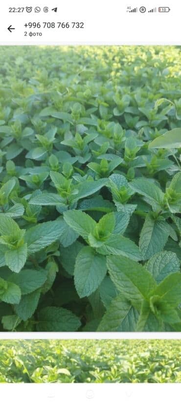 микра: Зелень и микрозелень, Мята — 1